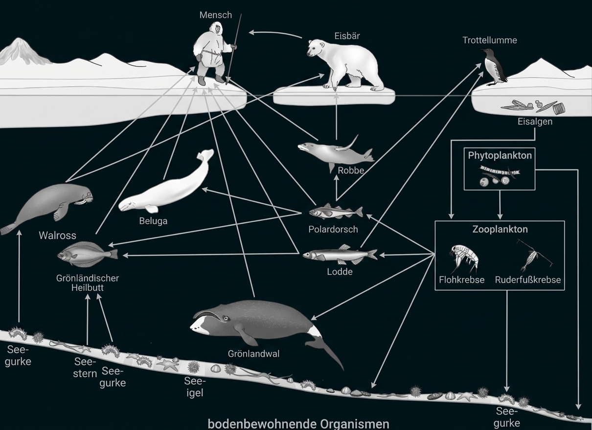 Arktisches Nahrungsnetz: Eisbär, Robbe, Walrosse, Wale, Fische, Seevögel, Plankton und Mensch auf Meereis.